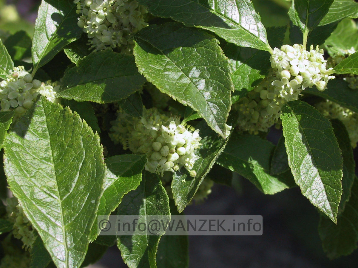 Ilex verticillata (male) Maennliche Blueten 02.JPG